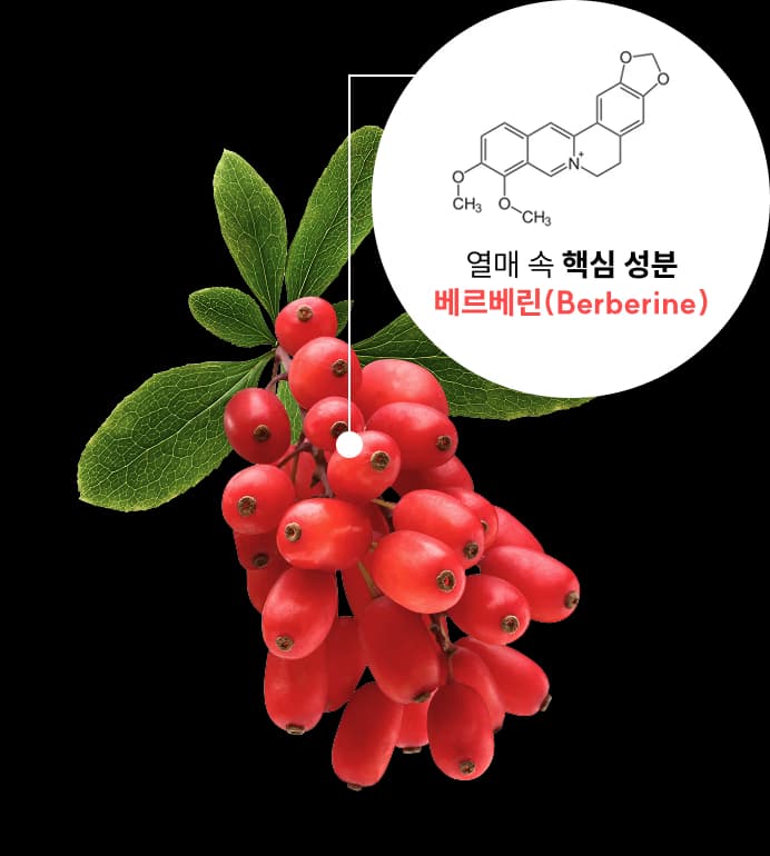 매자나무 열매와 베르베린 화학 구조